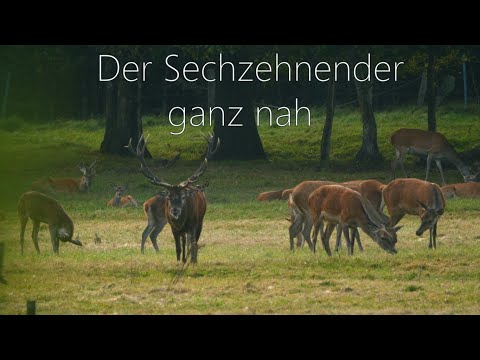 Der Sechzehnender ganz nah - ein Highlight im Revier