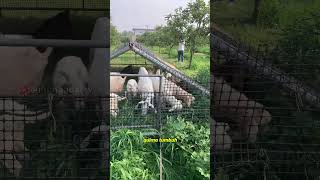 Download lagu Kambing dan kebun, untung kanan kiri #munandartv #teknikpertanian mp3