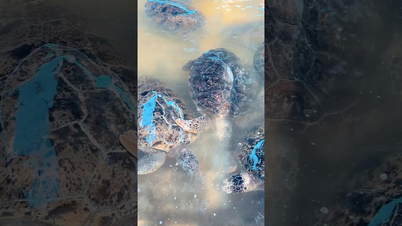 YouTube Short thumbnail