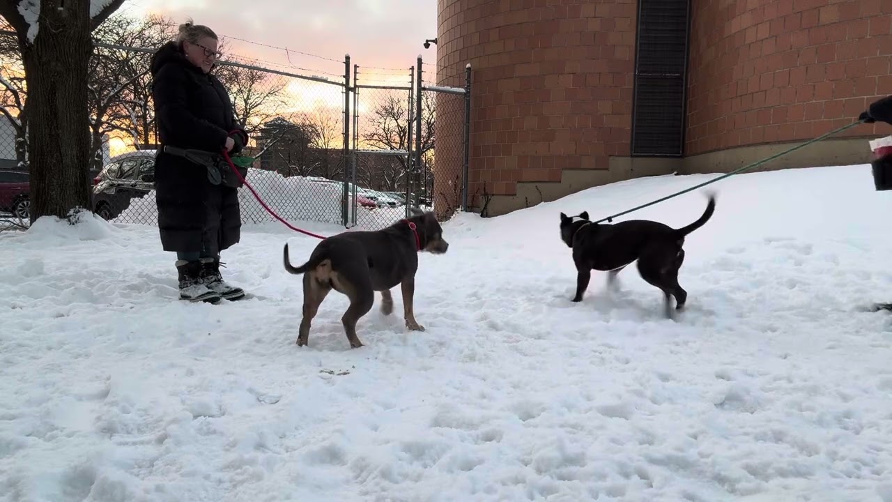 Enlarge Fredo, a ADOPTABLE Pit Bull Terrier in Chicago, IL video 5/5