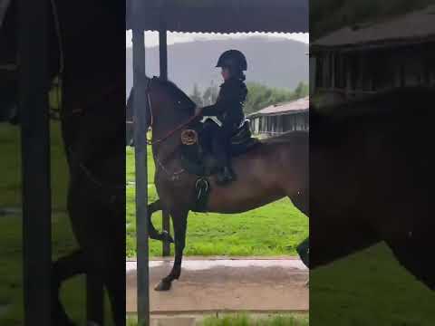 caballo trote y galope