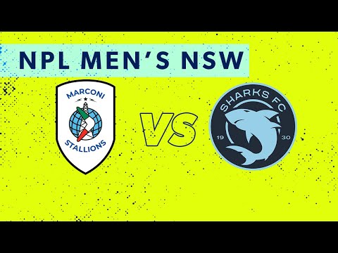 NPL Men's NSW Round 30: Marconi Stallions FC v Sutherland Sharks FC