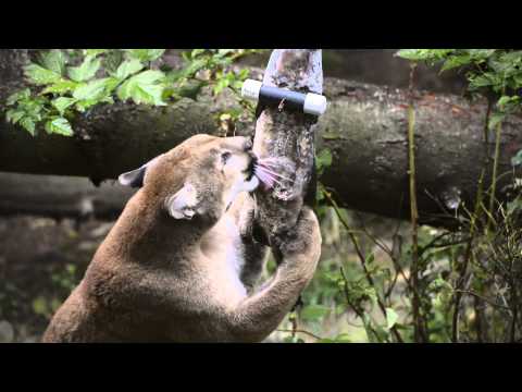 Cougar vs. salmon