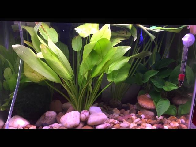 Betta fish tank,  ghost shrimp, DIY co2 5 gallon tank