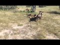 Wildebeest Embarrasses 10 Lions