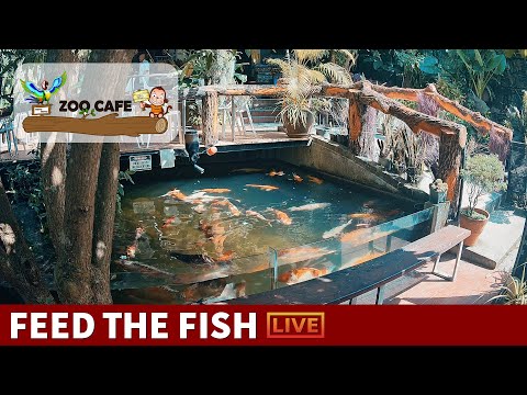 Zoo Cafe Webcam in Koh Phangan live webcam