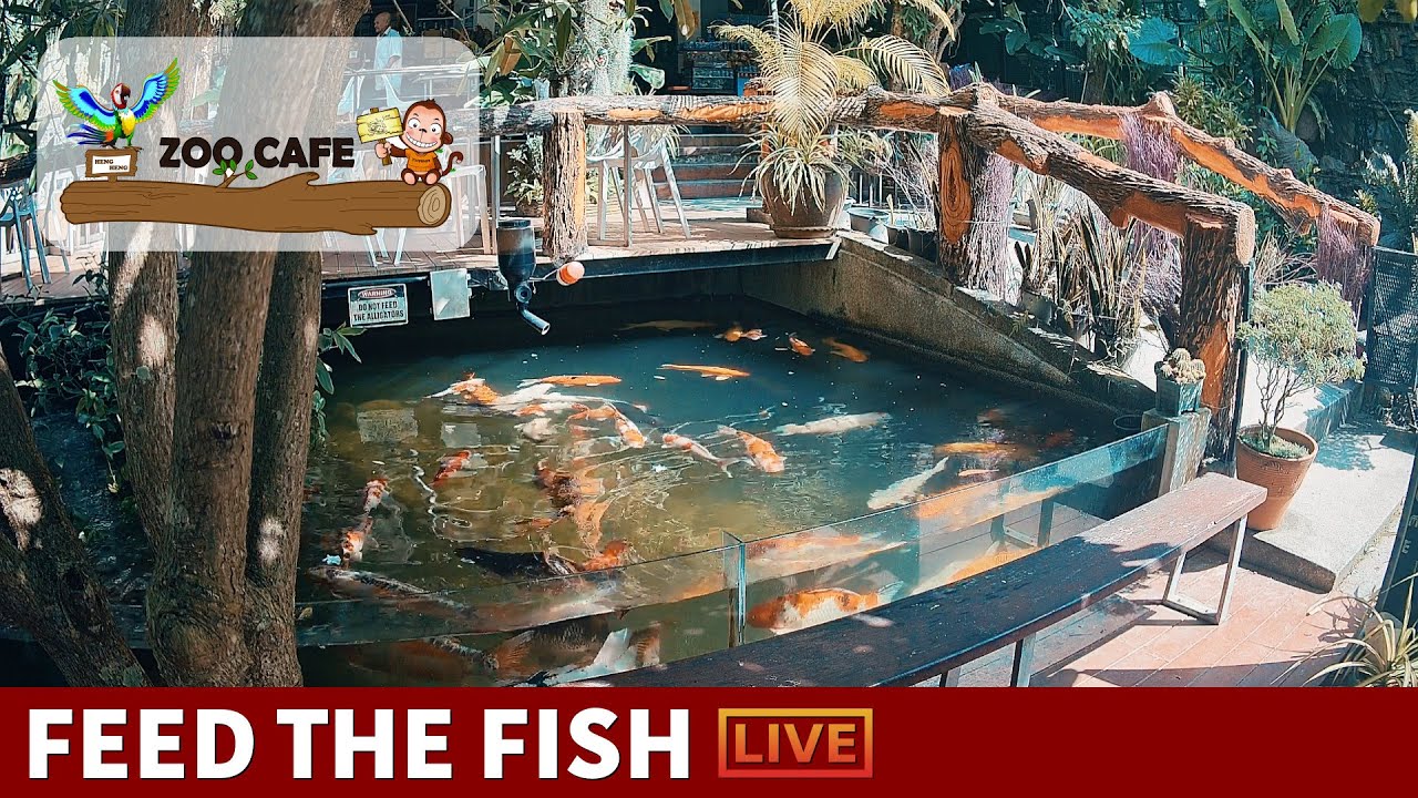 🔴 Zoo Cafe · Feed the Fish LIVE!