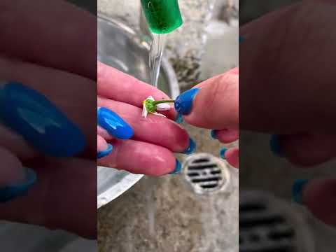 本物のカモミール 植物