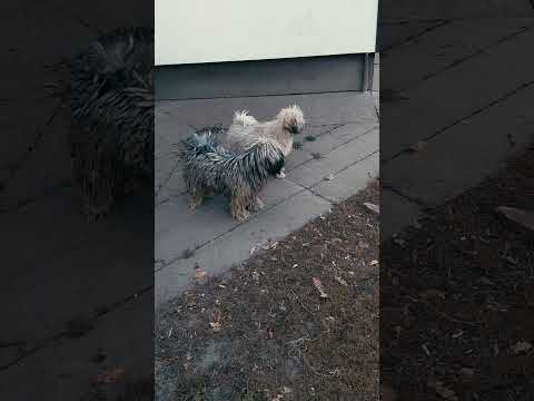 Puli puppy for sale