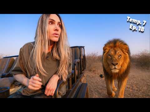48 hours behind lions in Africa