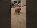 Mini Goldendoodle dogs for sale: BREEZE - Mini Goldendoodle Puppy 9 - Video 1
