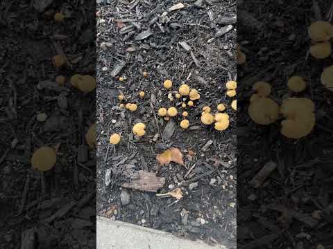 Keep ascending #spirituality #healing #plants #mushroom #vlog #lifestyle