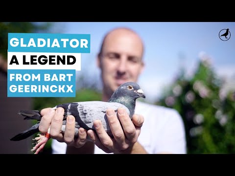 Short Story of Gladiator: A Legendary Pigeon from Bart Geerinckx