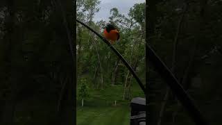 Download lagu NYANYIAN BURUNG ORIOLE #oriole #baltimoreorioles #burung #nyanyianburung #alam #burunghalamanbelakang #pengamatanburung #celanapendek mp3