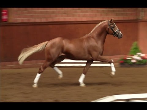 3. Ponyforum Hengsttage KASTANIENHOF CRIMSON GOLD v. Cockney Cracker - Tetworth Crimson Lake