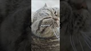 When Cats show there love 🥰#CatAffection#PurringLove#FelineCuddles#WhiskerKisses#MeowMeansILoveYou