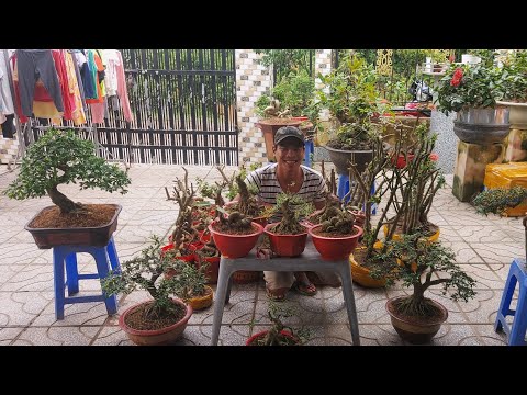 Lô Bonsai thập cẩm chào bán ngày 22/10 | Nguyễn Nhuận