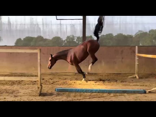 Loose jump movie at home Dolly go Lightly ((Dia Corrado x Feuerglanz).