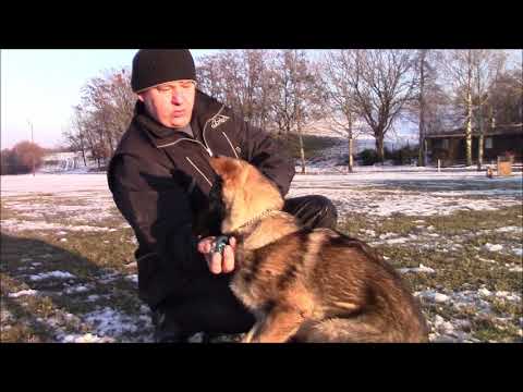 Trixi z Jukasu - obedience - 5 months old