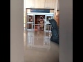 FUNKY DINOSAURS OUT AND ABOUT THE AIRPORT