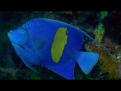 Life in the Deep-Sea Darkness: A Journey into the Abyss