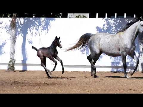 Линкор *2017 (Lido - Импресарио - Cornet Obolensky)