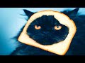 these cats will make your day DEFAULT Thumbnail