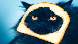these cats will make your day MQDEFAULT Thumbnail
