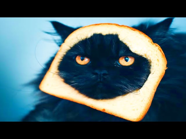these cats will make your day SDDEFAULT Thumbnail