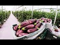 How To Grow 98 Millions Of Eggplant In Greenhouse Modern Greenhouse Agriculture Technology
