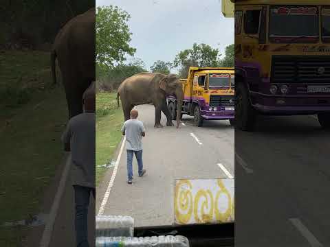 බුත්තල පාරේ අලියට හැමදාම පාන් කවන අපේ කොන්දොස්තර මහත්තයා#elephant#srilanka#viralvideo#viralvideo#