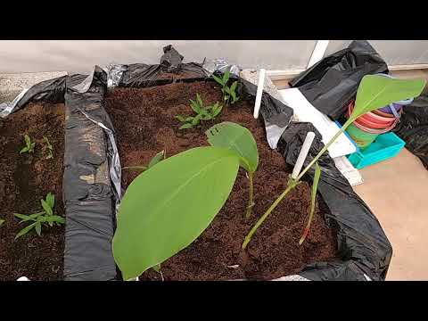 Tea With CV- Haldi Pe Charcha-Mission Turmeric 2021 continues