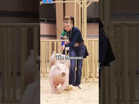 The Moment and the Picture! Karis Showing pigs in Hog showmanship! #showpigs #livestockphotography