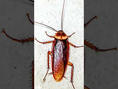 cockroach sound