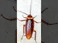 Cockroach Sound