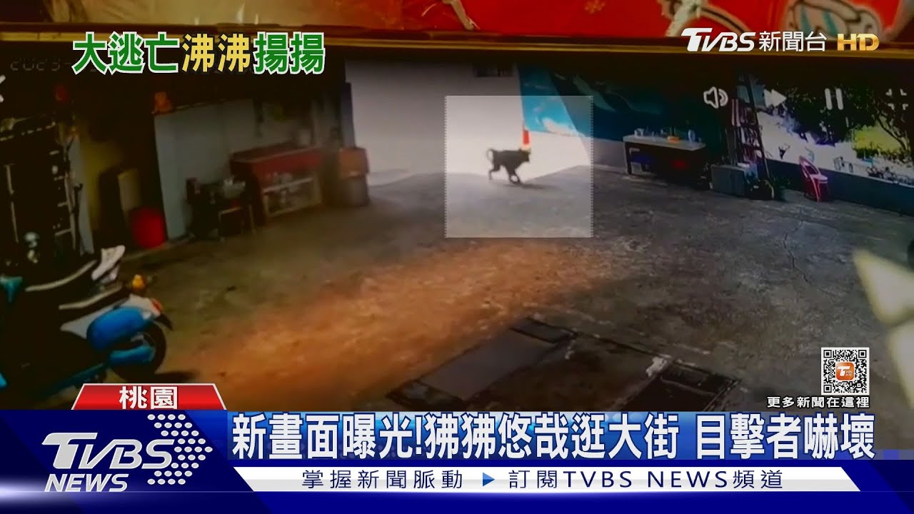 新畫面曝光!狒狒悠哉逛大街 目擊者嚇壞