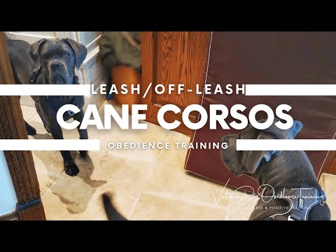 Victoria Dog Obedience Training video.