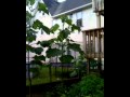 18 month old royal empress (paulownia) tree how ...