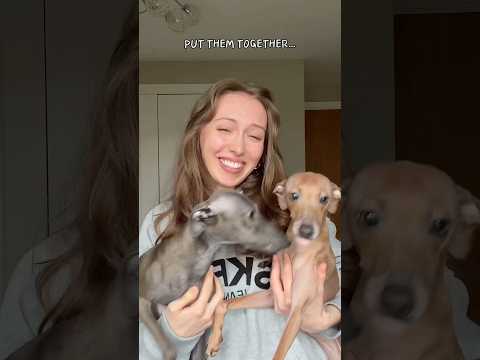 I will never know peace with these two 😔