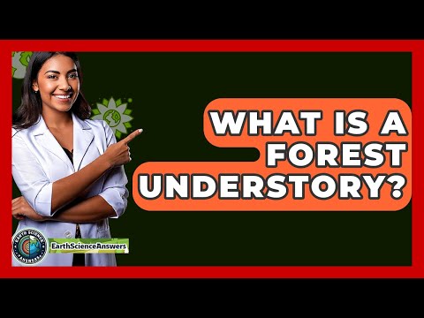 What Is A Forest Understory? - Earth Science Answers