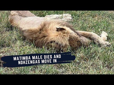 Rest in Peace Matimba Male HB - N'waswitshakas Make A Move - Lion Dynamics of The Western Sabi Sands