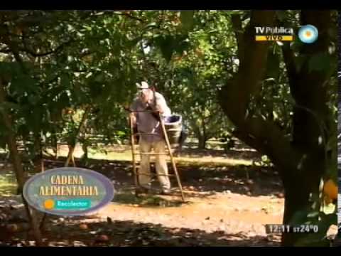 Recolector de naranjas