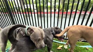 Video preview image #1 American Bulldog-American Staffordshire Terrier Mix Puppy For Sale in San Jose, CA, USA