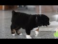 Miniature Australian Shepherd dogs for sale: Twila - Video 1