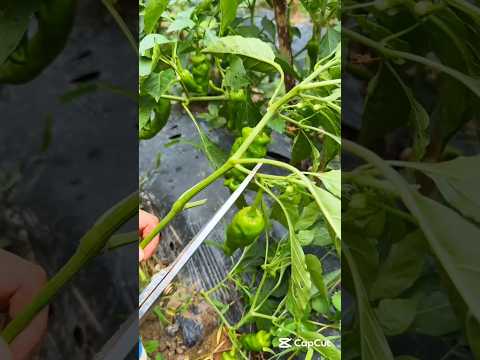 Secret Trick: Grow Peppers from Cuttings! #cuttingskills #smartfarming #gardenplants