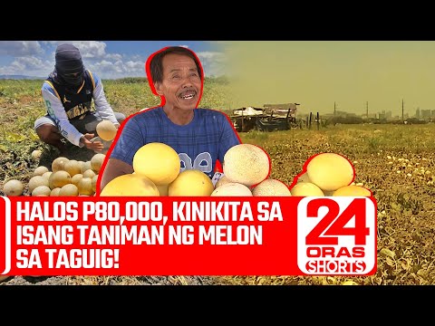 Halos P80,000, kinikita sa isang taniman ng melon sa Taguig! 24 Oras Weekend Shorts