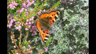 Tom Paxton - Ramblin&#39; Boy