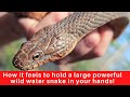 Best known to bite vigorously when handled! Northern Water Snake: Nerodia sipedon