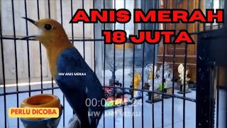 Download lagu PANCINGAN ANIS MERAH TERBAIK mp3