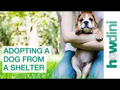 , title : 'Adopting a Dog from a Shelter: Puppy Rescue Myths and Facts'